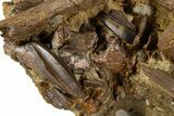 Hadrosaur Teeth with Bones & Tendons - Rare Rooted Teeth! #302735-1